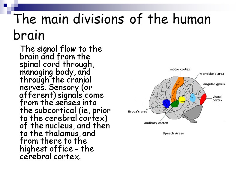 The main divisions of the human brain     The signal flow